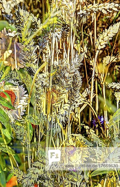Blumen kreativ  künstlerische Aufnahme  Gänseblümchen (Bellis perennis)  Getreide  Blüten verfremdet  Blütenmix  Pflanzen  duftig  Deutschland  Europa