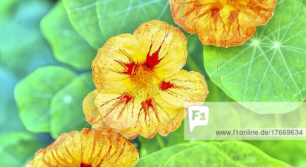 Blumen kreativ  künstlerische Aufnahme  Kapuzinerkressen (Tropaeolum)  gelbe Blüten verfremdet  Blätter  Pflanzen  duftig  Deutschland  Europa