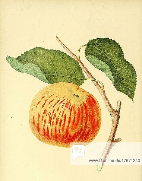 Apfel der Sorte the Gravenstein Apple  Gravensteiner  Digital aufbereitete Reproduktion einer Aquarellzeichnung aus dem Jahre 1856