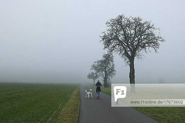 Woman walking on a lonely road with 2 dogs in the fog  Little Luxembourg Switzerland  Luxembourg  Europe