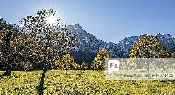 Sonnenstern  Spitzkarspitze und großer Ahornboden im Herbst  Gelber Bergahorn  Rißtal in der Eng  Tirol  Österreich  Europa