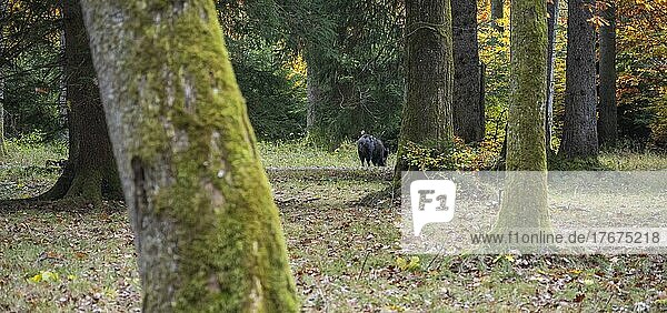 Wildschwein (Sus scrofa)  im Wald  Forstenrieder Park  München  Bayern  Deutschland  Europa