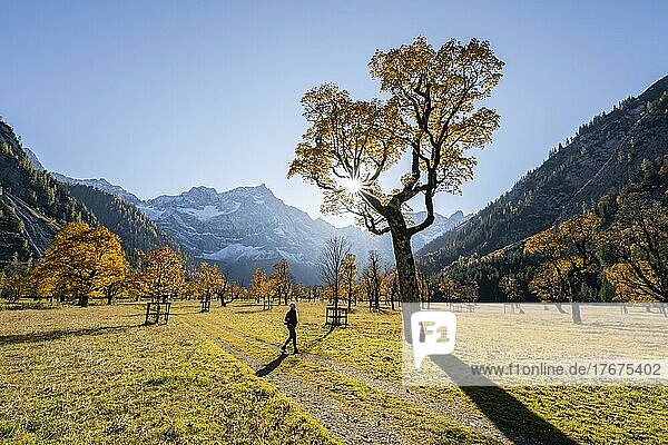 Young woman hiking  sun star  Karwendel and Großer Ahornboden in autumn  yellow sycamore maple  Rißtal in the Eng  Tyrol  Austria  Europe