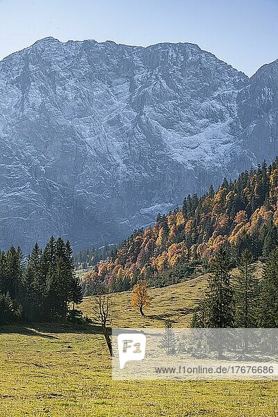 Karwendel  Großer Ahornboden im Herbst  Gelber Bergahorn  Rißtal in der Eng  Tirol  Österreich  Europa