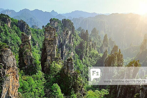 Berühmte Touristenattraktion Chinas  Zhangjiajie Steinsäulen Klippenberge bei Sonnenuntergang in Wulingyuan  Hunan  China  Asien