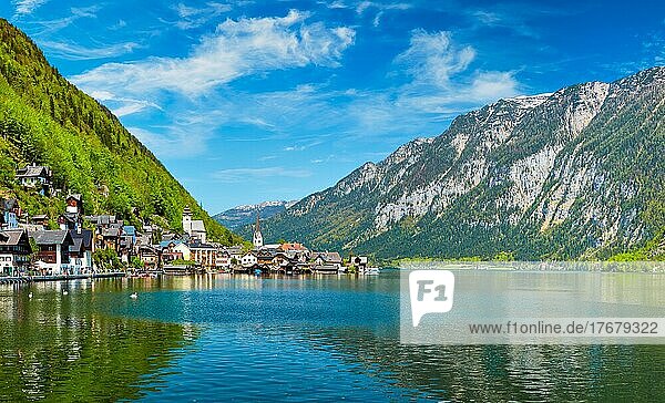 Schwan im See vor dem Dorf Hallstatt am Hallstatter See in den österreichischen Alpen. Region Salzkammergut  Österreich  Europa