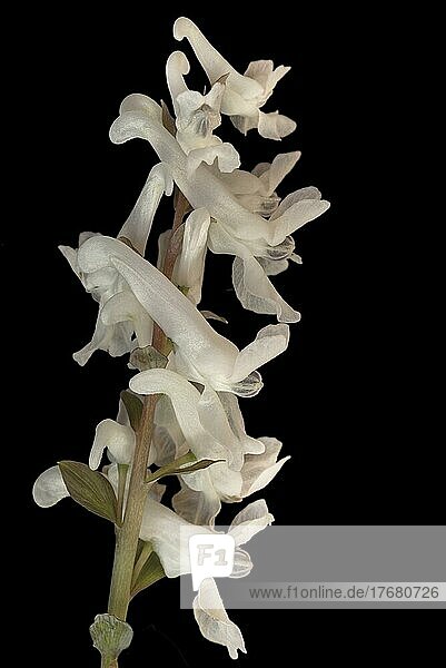 Weiße Blüte (Corydalis cava) vom Hohlen Lerchensporn auf schwarzem Grund  Studioaufnahmen  Bayern  Deutschland  Europa