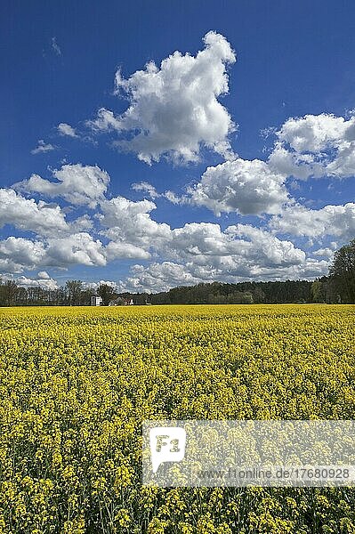 Blühendes Rapsfeld (Brassica napus) mit Wolkenhimmel  hinten die Kunstmühle Habernhof an der Schwabach  Uttenreuth  Mittelfranken  Bayern  Deutschland  Europa