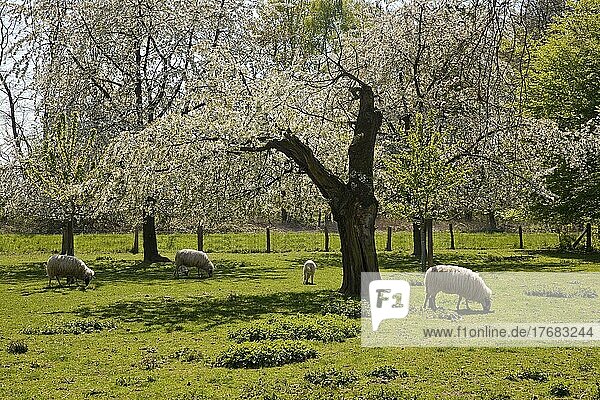 Schafe auf einer Wiese mit blühenden Obstbäumen  Gut Heimendahl  Haus Bockdorf  Kempen  Niederrhein  Nordrhein-Westfalen  Deutschland  Europa