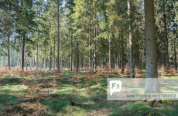 Wald im Wandel  Buchenpflanzung als Ersatz für Nadelholzmonokultur  Nationalpark Eifel  Nordrhein-Westfalen  Deutschland  Europa