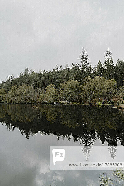 Reflection of green trees in tranquil  placid lake  Glencoe  Scottish Highlands  Scotland