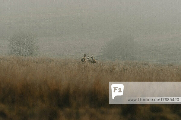 Deer in tranquil  remote landscape  Baslow  Derbyshire  England