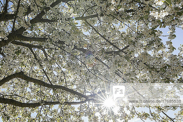 Sun shining through white branches of blossoming cherry tree