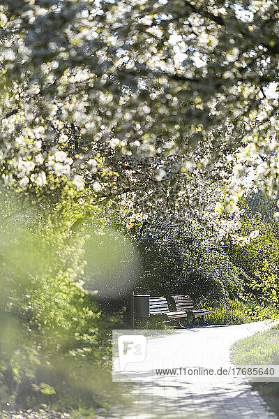 Footpath and two empty benches in springtime park with white cherry blossoms in foreground
