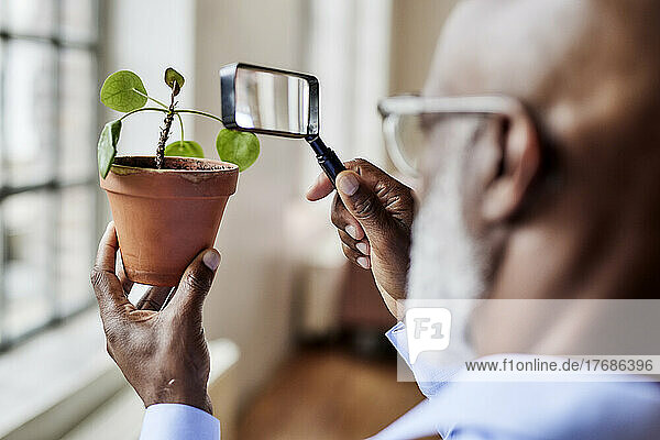 Scientist examining plant with magnifying glass at home