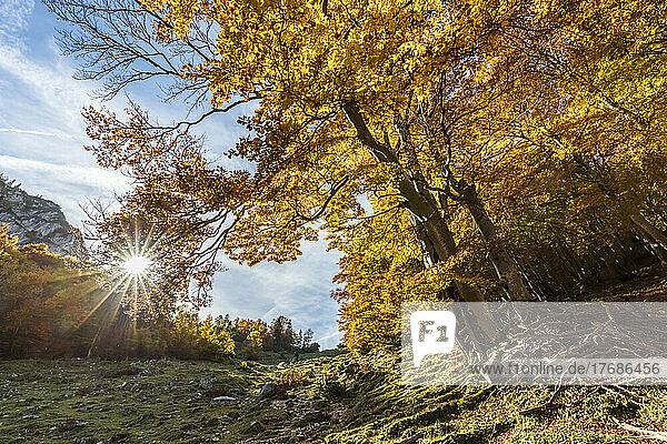 Germany  Bavaria  Sun shining over autumn grove in Chiemgau Alps