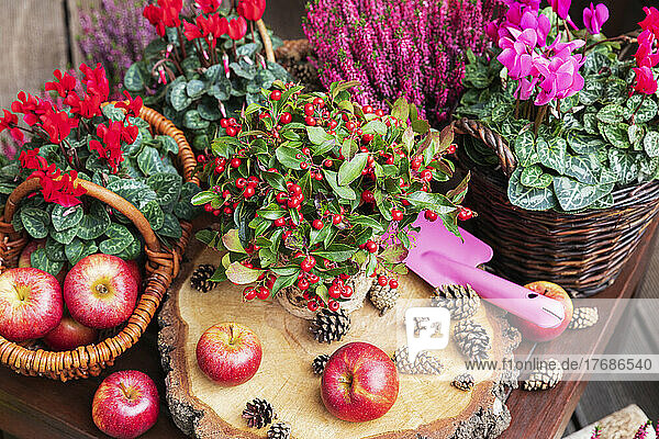 Arrangement of various autumn and winter flowers  apples and pine cones