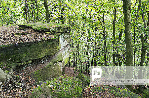 Moosbedeckte Felsen von Bäumen im Pfälzerwald  Deutschland