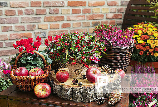 Balcony arrangement of various autumn and winter flowers  apples and pine cones