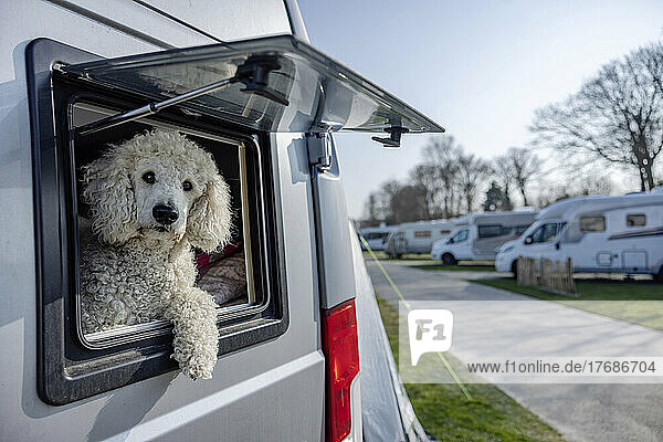Cute Poodle sitting in camper van on sunny day