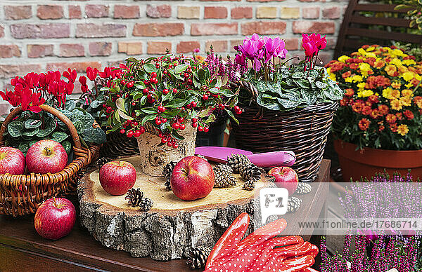 Balcony arrangement of various autumn and winter flowers  apples and pine cones