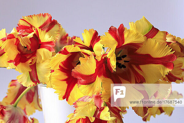 Studio shot of yellow and red blooming parrot tulips