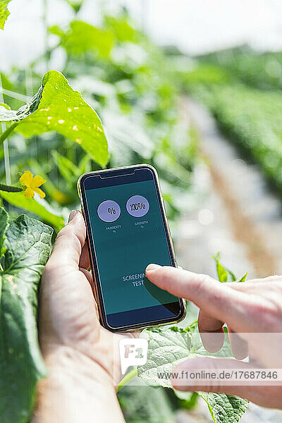 Hands of farmer examining humidity with mobile phone in greenhouse