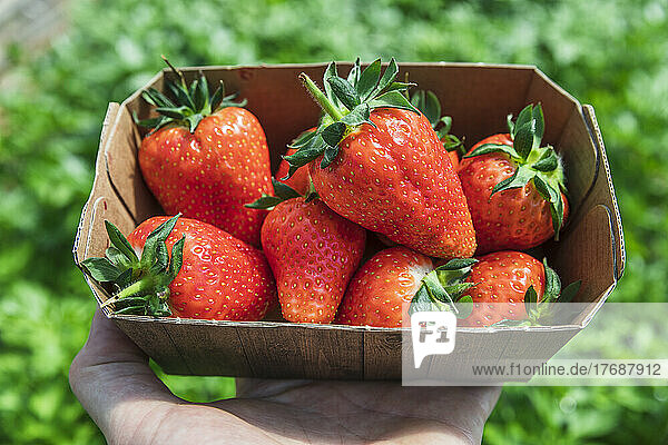 Frisch gepflückte Bio-Erdbeeren im Karton auf dem Bauernhof