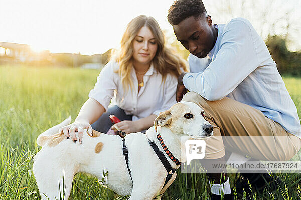 Multiracial couple with dog sitting in nature on sunny day