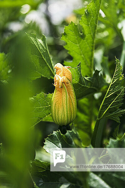 Organic courgette flower growing in greenhouse