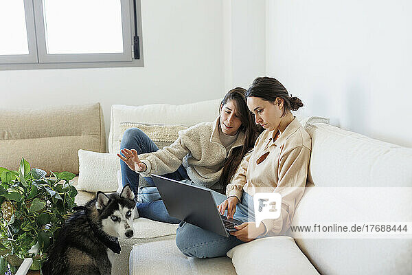 Paar diskutiert über Laptop  sitzt auf Sofa und sibirischer Husky im heimischen Wohnzimmer