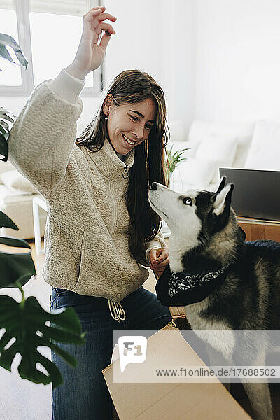 Smiling young woman playing with siberian husky in living room at new home