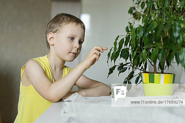 Curious boy touching leaf of houseplant at home