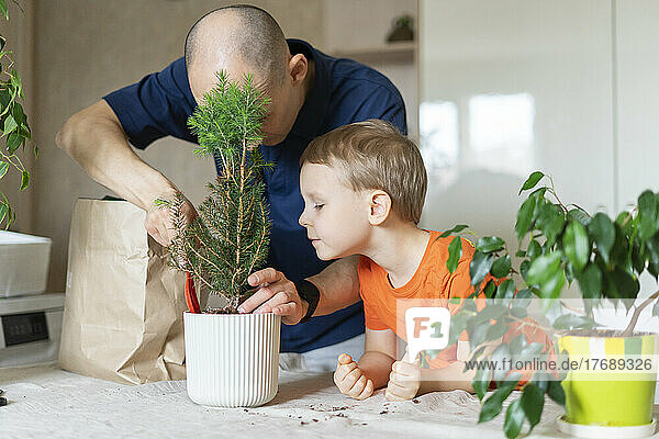 Curious boy looking at father transplanting Christmas tree in pot