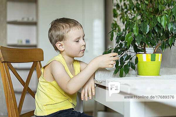 Boy touching leaf of plant sitting on chair at home