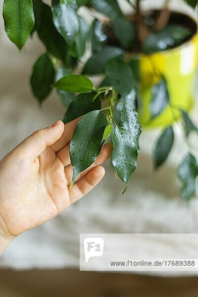Hand of boy touching houseplant leaf at home