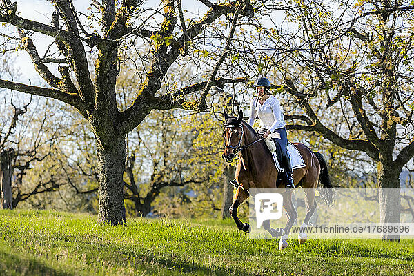 Young woman riding horse in orchard