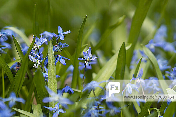 Blue flower blooming in garden