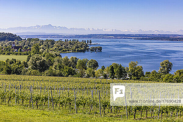 Germany  Baden-Wurttemberg  Unteruhldingen  Green vineyard in summer with Lake Constance in background