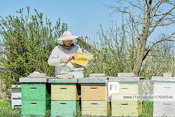 Beekeeper extracting beeswax from honeycomb frame in container at farm