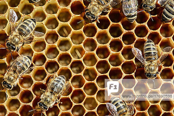 Close-up of honey bees on honeycomb