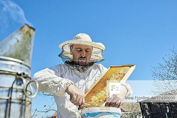 Imker entfernt Bienenwachs aus Waben im Behälter