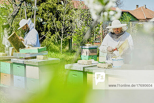 Imker entfernen Bienenwachs aus Waben auf dem Bauernhof an einem sonnigen Tag