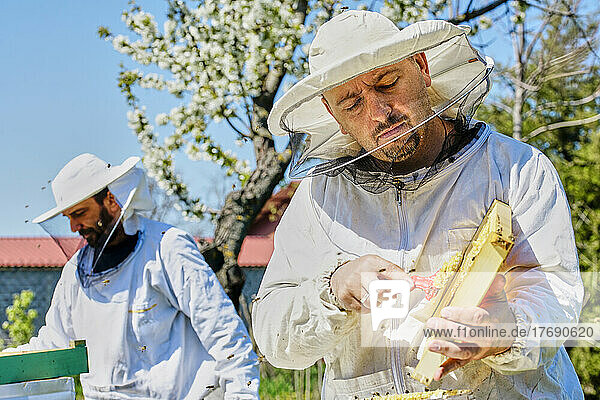 Beekeeper wearing protective suit extracting beeswax from honeycomb