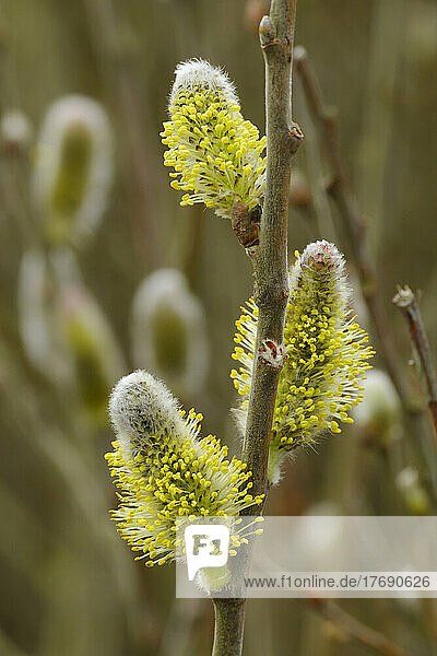 Gelbe Kätzchen (Salix caprea) blühen im Frühling