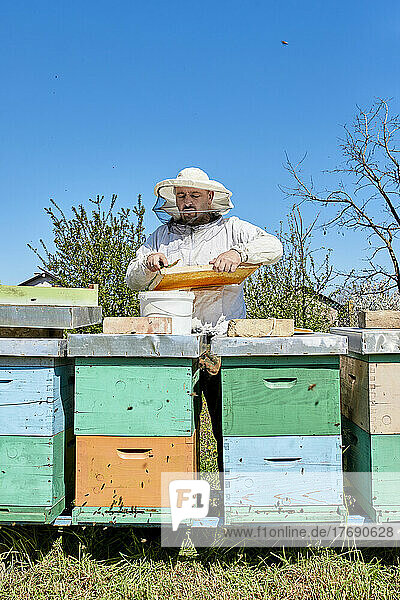 Beekeeper removing beeswax from honeycomb in container at farm