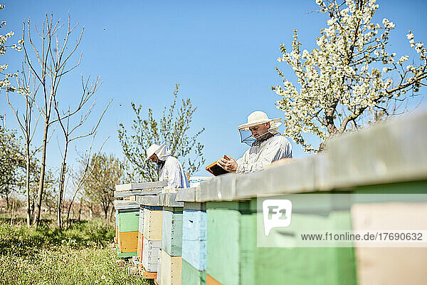 Beekeeper with coworker working at bees farm