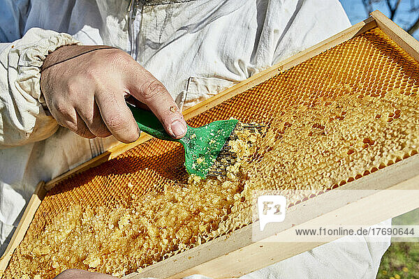 Beekeeper removing beeswax from beehive frame at farm