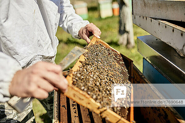 Hands of beekeeper holding honeycomb frame on container