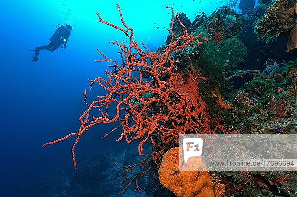 Giftiger Roter Fingerschwamm (Aplysina cauliformis) wächst an Steilwand von Korallenriff  im Hintergrund Taucher mit Unterwasserlampe  Karibik  Bahamas  Mittelamerika